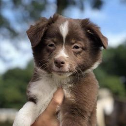 Miniature Australian Shepherds from Crest View Minis