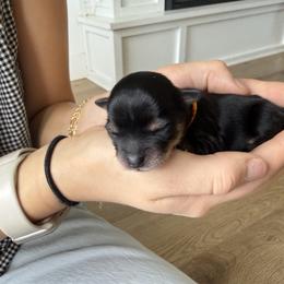 Orange - Black and tan male Yorkshire Terrier puppy in Elk Ridge, Utah from Janita's Yorkshire Terriers