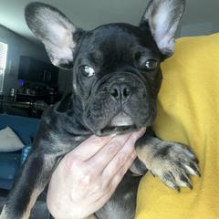 French Bulldog Puppies from Tanessa Clarkson