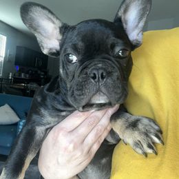 French Bulldog Puppies from Tanessa Clarkson