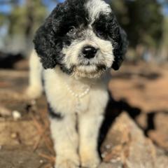 Aussiedoodle, Poodle, and Saint Berdoodle Puppies from Remington Kennels, LLC