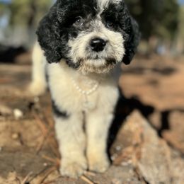 Aussiedoodle, Poodle, and Saint Berdoodle Puppies from Remington Kennels, LLC