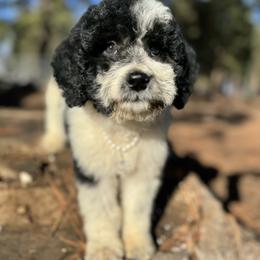 Aussiedoodle, Poodle, and Saint Berdoodle Puppies from Remington Kennels, LLC