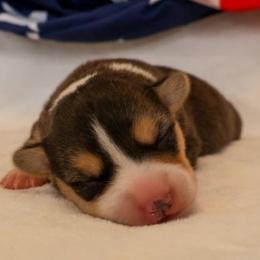 America - Black and tan female Pembroke Welsh Corgi puppy in Arcanum, Ohio from Weissway Corgis
