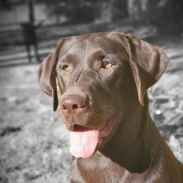 Willow - Labrador Retriever