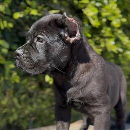 Male 1 - Black male Cane Corso puppy in California from Donato Kennels