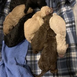 Labradoodle Puppies from Tiny Tally Tails