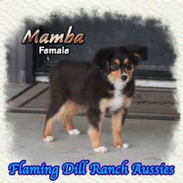 Mamba - Black tri female Toy Australian Shepherd puppy in Forestburg, Texas from Flaming Dill Ranch Aussies