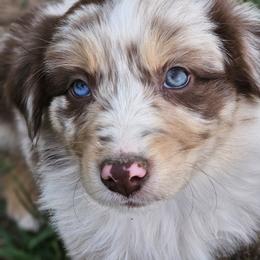Blossom - Red merle female Australian Shepherd puppy in Silex, Missouri from Small Town Australian Shepherds