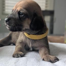 Remi - Sable female Dachshund puppy in Waddell, Arizona from The Bearded Companions