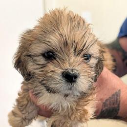 Kitty - Brown female Lhasa Apso puppy in Fort Worth, Texas from Cynthia's Lhasa Apsos