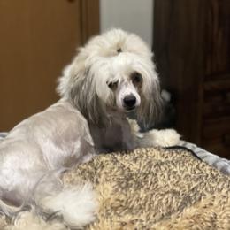 Bandit - Chinese Crested