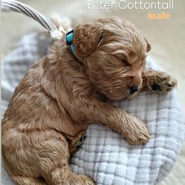 Peter Cottontail - Red  male Goldendoodle puppy in Ringgold, Georgia from Re Family Doodles