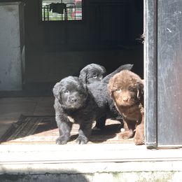 Newfoundland Puppies from Pete’s Newfies