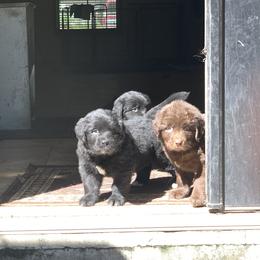 Newfoundland Puppies from Pete’s Newfies