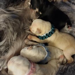 Miniature Schnauzer Puppies from Pea Patch Schnauzers