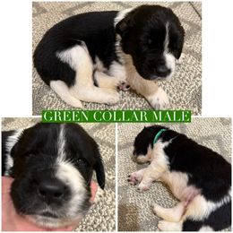 Clyde - White and black male Newfoundland puppy in Brandenburg, Kentucky from Bluegrass River Newfoundlands
