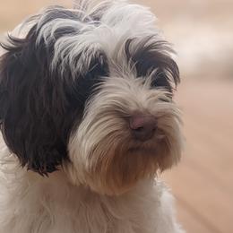 Hart - Australian Labradoodle