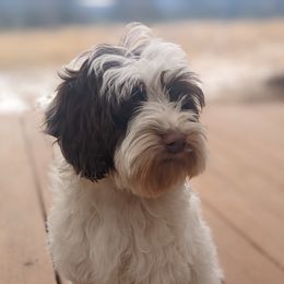 Hart - Australian Labradoodle
