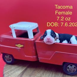 Girl 2 - Tri-color female Cavalier King Charles Spaniel puppy in Bainbridge, New York from M & M Cavaliers