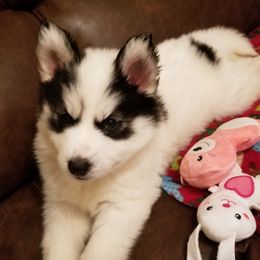 Siberian Husky Puppies from Royal Siberian AKC Huskies