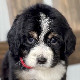 Bernedoodles, Goldendoodles, and Poodles from Lincoln Avenue Doodles