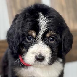 Bernedoodles, Goldendoodles, and Poodles from Lincoln Avenue Doodles
