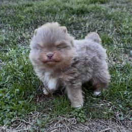 Joe dirt - Lavender male Pomeranian puppy in Fayetteville, North Carolina from Tar-heel Poms