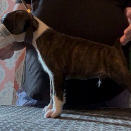 Theseus - Brindle male Boxer puppy in Briggs, Texas from Dark Horse Boxers
