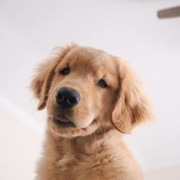 Golden Retriever Puppies from OPK GOLDENS