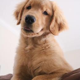 Golden Retriever Puppies from OPK GOLDENS