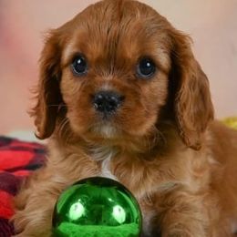 Cavalier King Charles Spaniels from Applewood Cavaliers