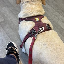 German Shepherds from Yelena Dorokhov