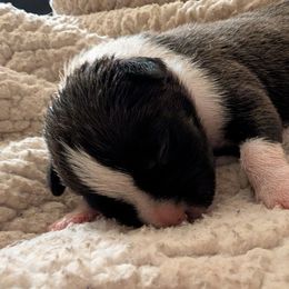Jinx - Black male American Staffordshire Terrier puppy in Conley, Georgia from Cicero Kennels