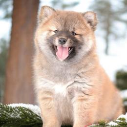 Boy 2 🩵 Red Wooly Boy - Red male Shiba Inu puppy in Neosho, Missouri from Sunny Terrace Shibas