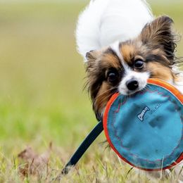 Border Collies and Papillons from Evolution Sport Dogs