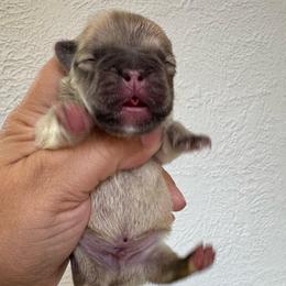 Rolo - Fawn and white male French Bulldog puppy in Porter, Texas from Whatabulldog