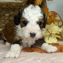 Boy 1 - Tri-color male Bernedoodle puppy in Russiaville, Indiana from Pleasant Creek Minibernedoodles