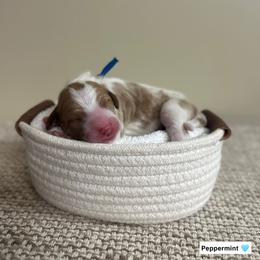 Peppermint - Parti male Goldendoodle puppy in Crothersville, Indiana from Wischmeier’s Doodles