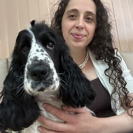 Osono - English Cocker Spaniel