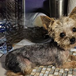 Jackson - Yorkshire Terrier