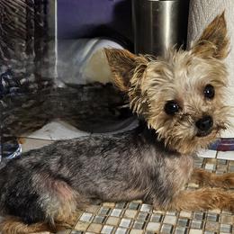 Jackson - Yorkshire Terrier