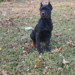 Girl 1 - Black female Cane Corso puppy in Thaxton, Virginia from Fortune Star Ultimate K9s