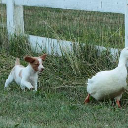 Brittany Puppies from Sandstone Brittanys