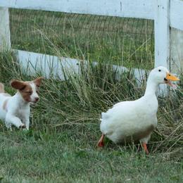 Brittany Puppies from Sandstone Brittanys