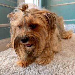 Star - Yorkshire Terrier