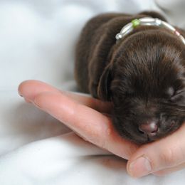 Labrador Retriever Puppies from Post Family Retrievers