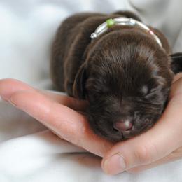 Labrador Retriever Puppies from Post Family Retrievers