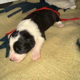 Spider - Black male Border Collie puppy in Haiku Pauwela, Hawaii from Blue Ginger Border Collies