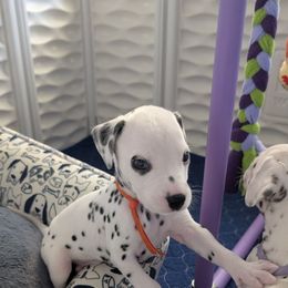 Second pick - White and black male Dalmatian puppy in Austin, Texas from Skye Dalmatians